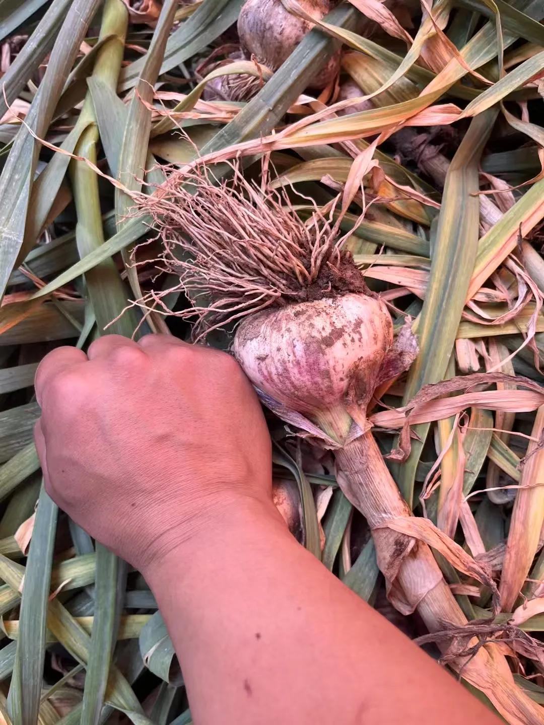 在农村种地，其实不难，还赚钱。直播卖大蒜一亩至少能赚两万，这还难么。你在网上