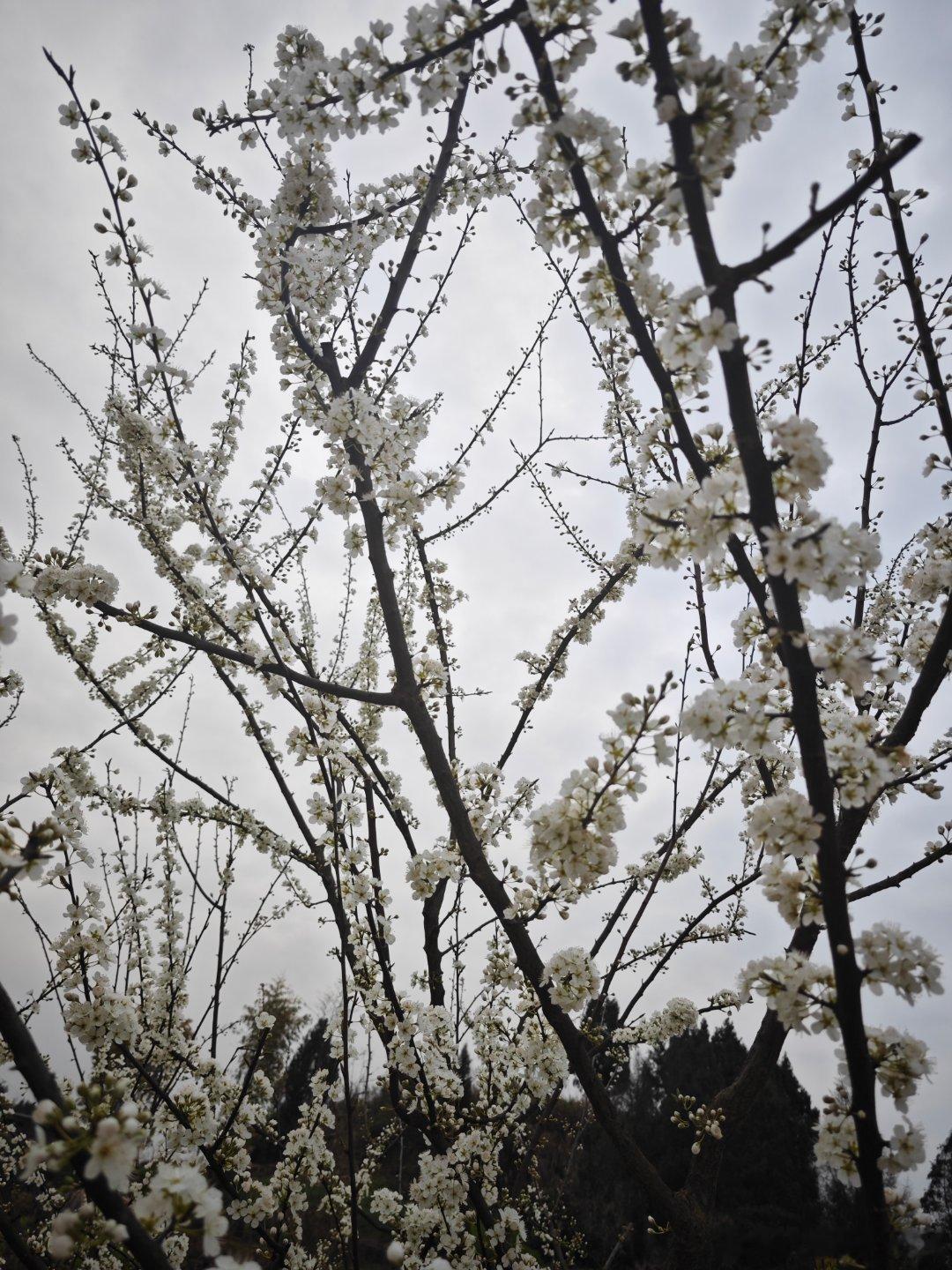 傍晚的李子花，野油菜花。​​​