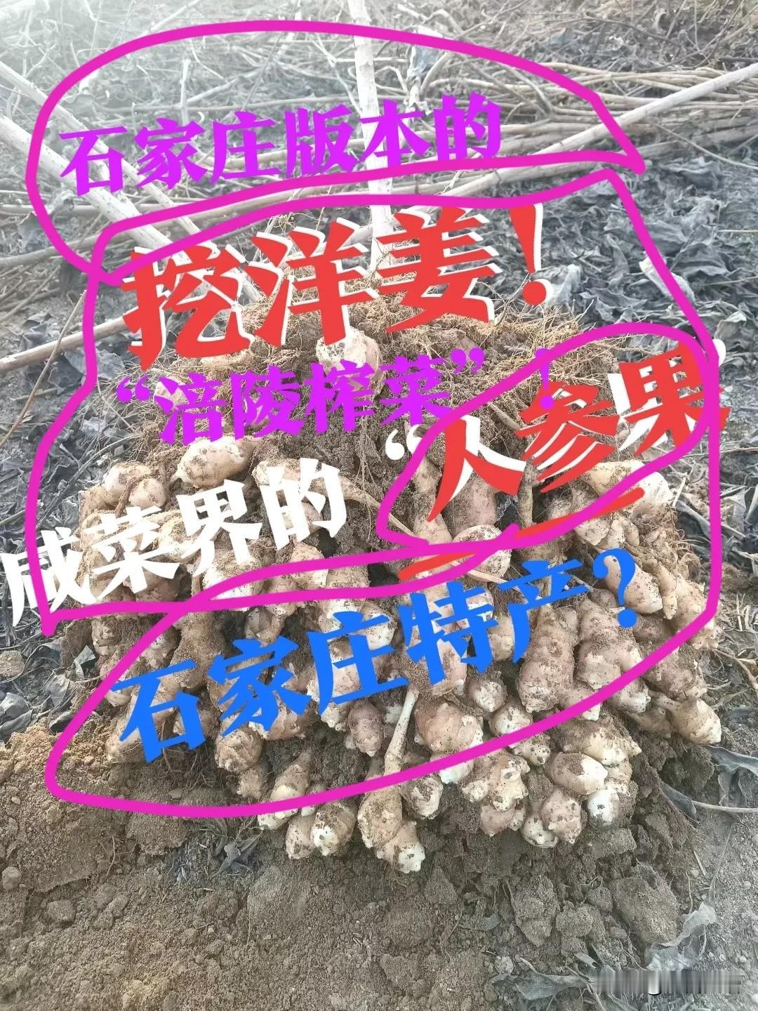 【石家庄，酱菜界“人参果”？】据说，现在有专门种植“洋姜”的人了！这可是小时候的