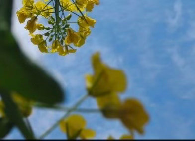 生活不论好坏，每天都是限量版，永远乐观自信，永远积极向上，别让世俗，淹没了生活的