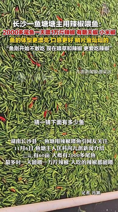 湖南长沙一个60亩的鱼塘，主人匡科用辣椒喂鱼，最多一天能喂一万斤，太让人惊讶了！