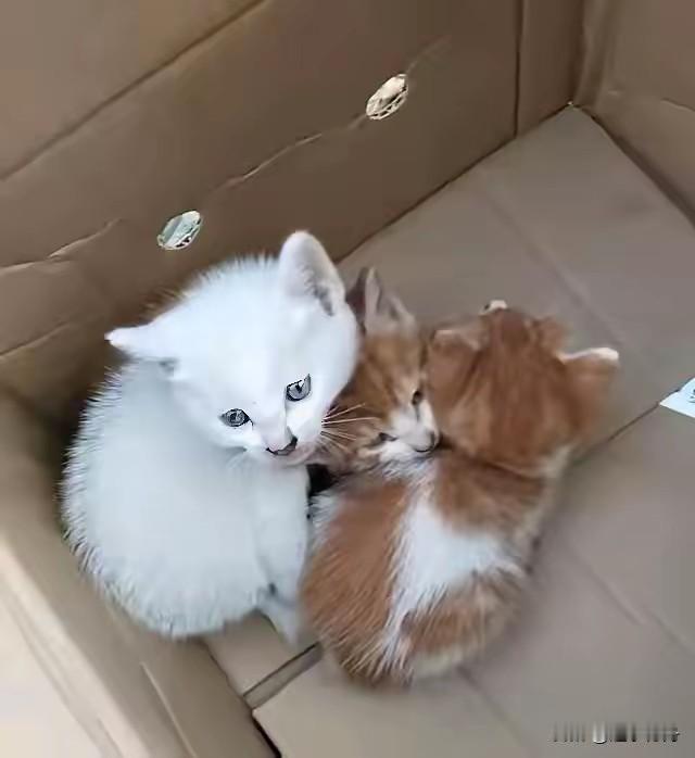 三只活泼可爱的小猫被人抛弃在小区路边，几个邻居围在边上议论道外面这么冷放这里怎么