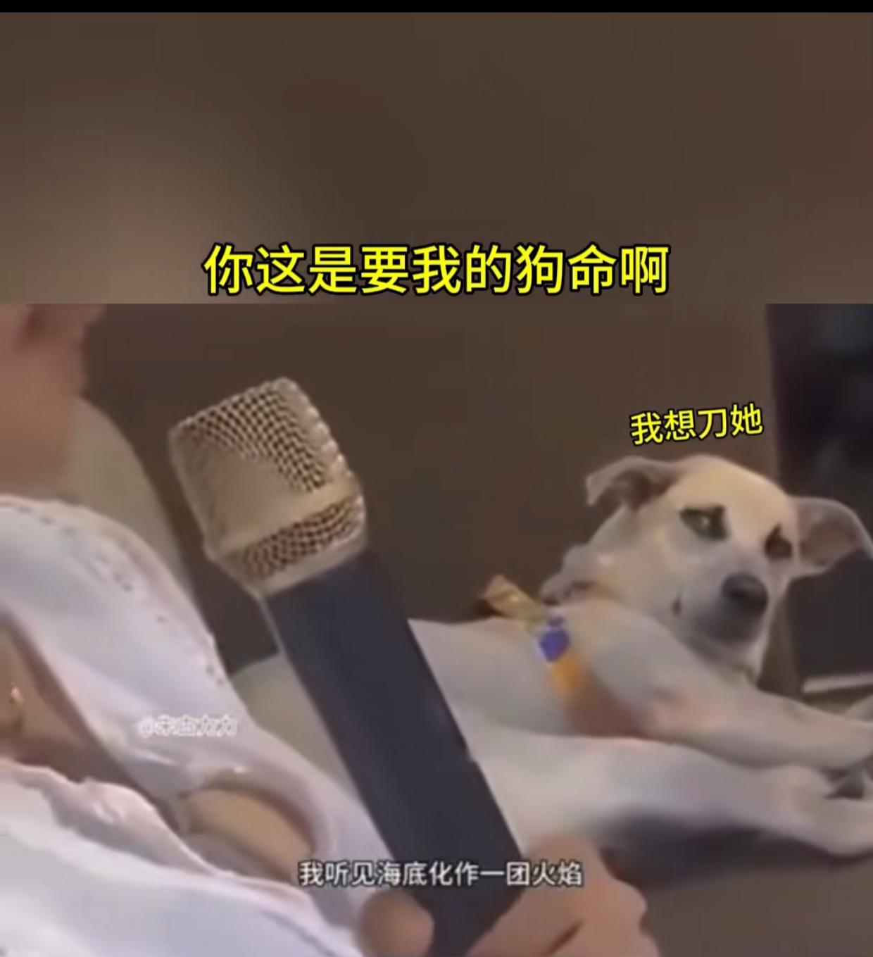 哈哈哈哈。。。笑得我肚子疼第一次在一只狗的脸上看到想刀人的表情！一女子在KTV
