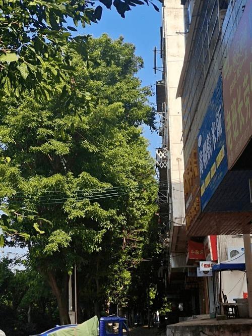 “纯属巧合？”2023年，江西赣州，一棵三四百年的古樟树突然枯死，同一时间，多个