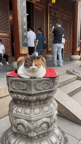 该说不说，猫咪很有敬业精神[赞]