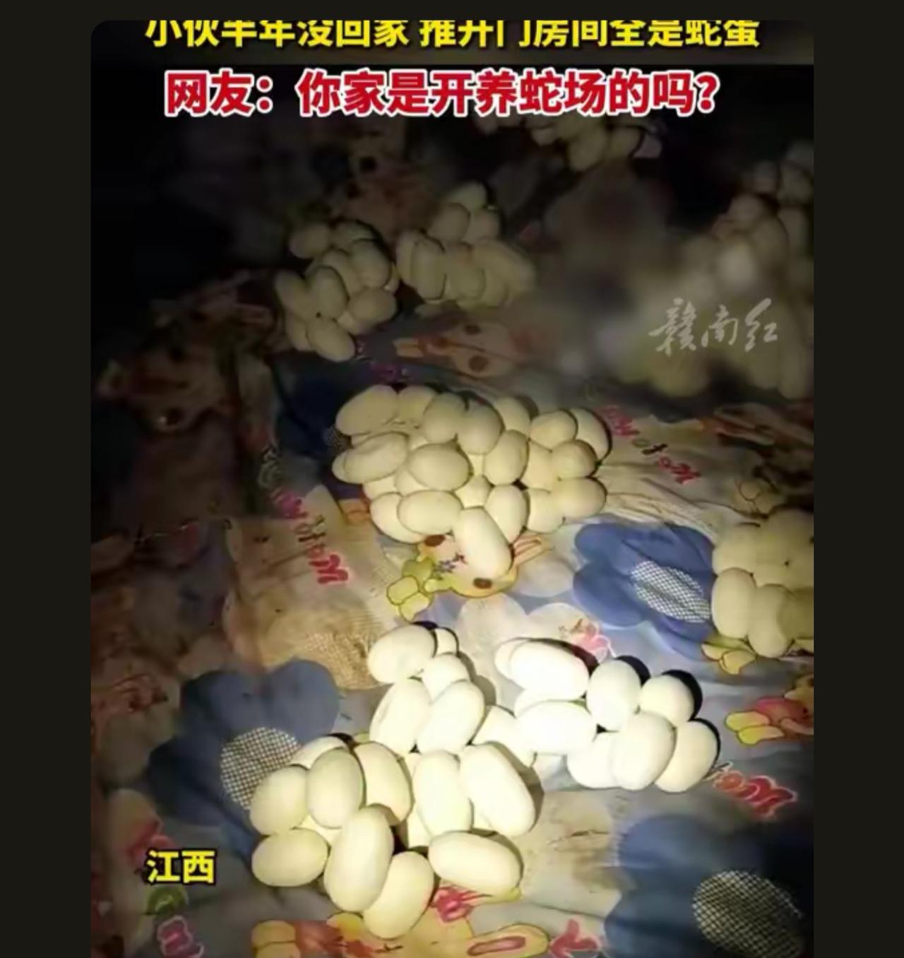 我还以为真有这样的事情，你们就没人看到旁边还有一筐蛋吗，明显就是养蛇的。好大