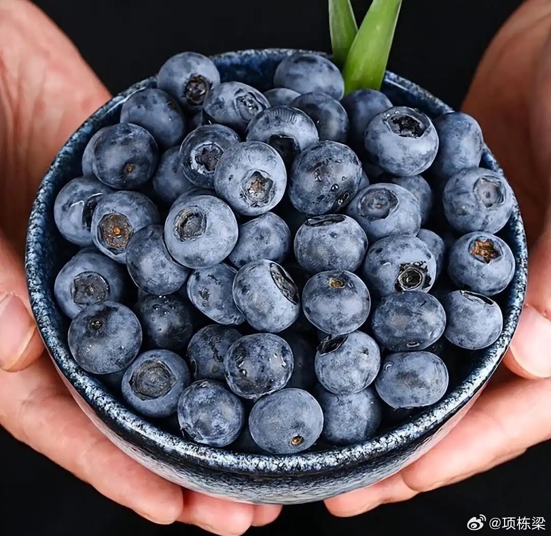 你以为蓝莓能护眼，其实在伤害中国儿童视力蓝莓护眼的说法相信大家都听过，这话本身