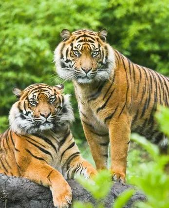 属虎人2026.2.2产日运势！破日稳字当头，收敛避硬刚属虎的朋友，今天（