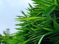 痛风朋友先别急着下单竹叶青酒！南开大学最新研究确实发了：把竹叶青酒脱醇（去掉酒精
