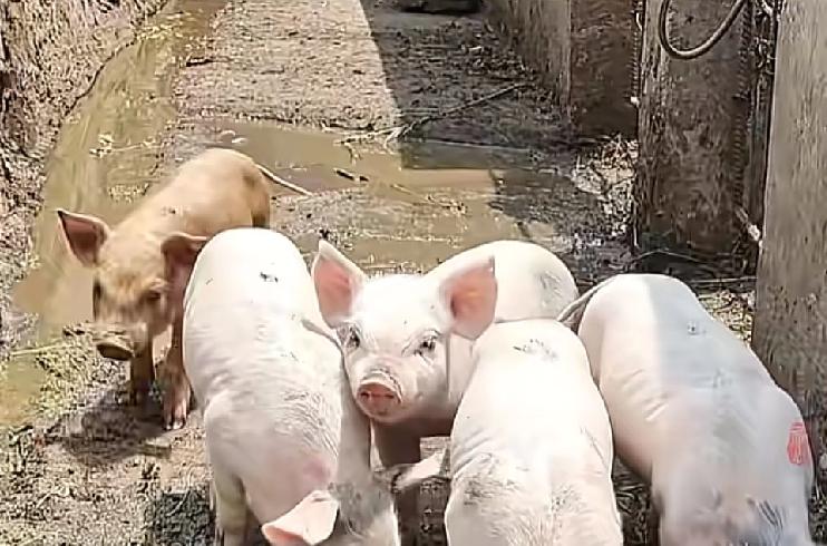 现在好多人都发现羽绒服涨价了今年涨价的原因，谁曾想跟猪肉有关系根据知情人了解