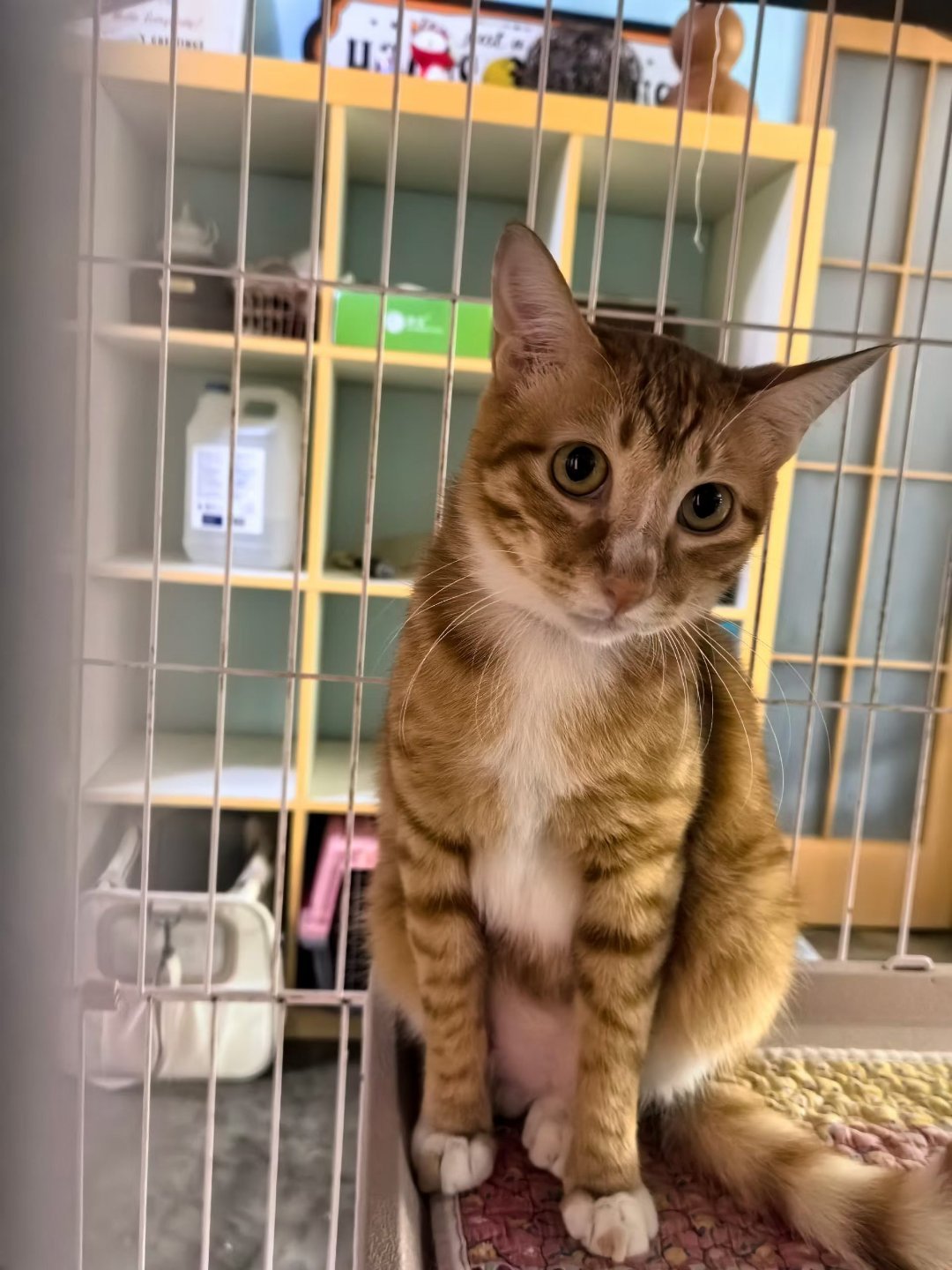 领养猫，我个人强烈推荐养耀祖。。。微信：14775905716领养