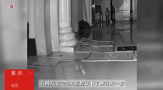 “离了个大谱！”近日，重庆，一居民在家里的监控看到了离谱的画面，一只老鼠在满是粘