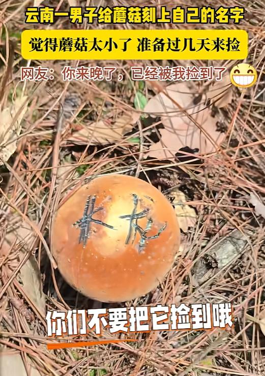“笑不活了！”云南建水，男子捡菌子时，发现一颗菌子还有点小摘了怪可惜的，又担心别