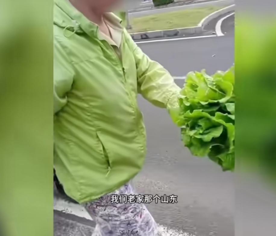 东北人在海南偷菜又一次让山东背锅，而这个拍视频的海南人在没闹明白的情况下，就开始