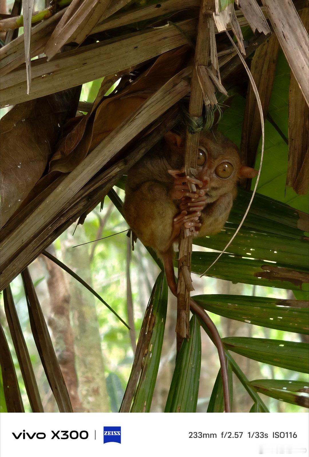 眼镜🐒，世界上最小的猴子！比我巴掌大一点点。全都搁窝里猫着，不仔细看还发现