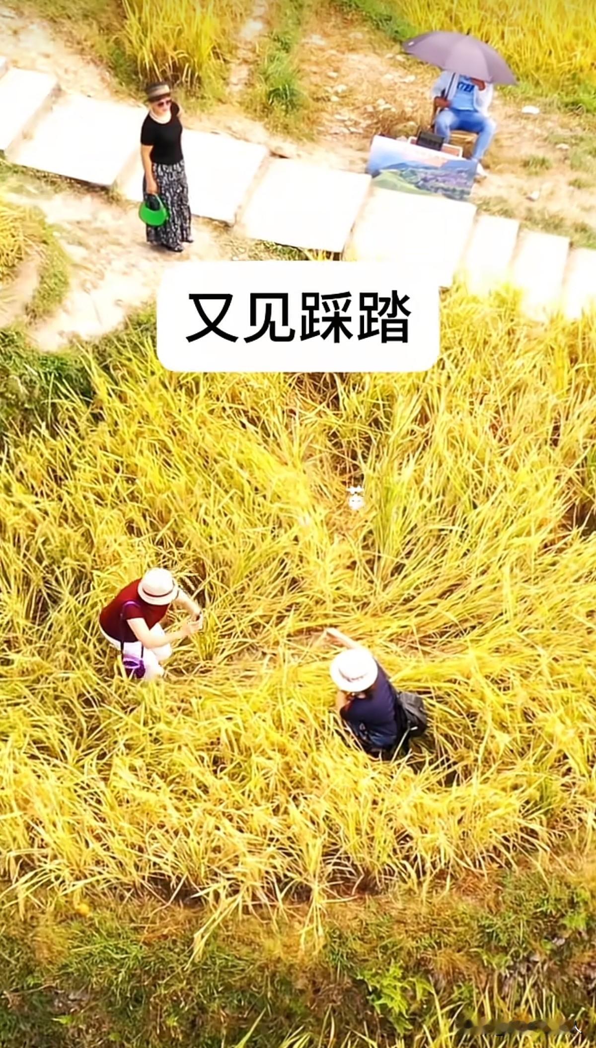 在田间地头拍照打卡踩踏即将成熟收割的稻田现象，屡禁不止，靠游客自觉有用吗？有网友
