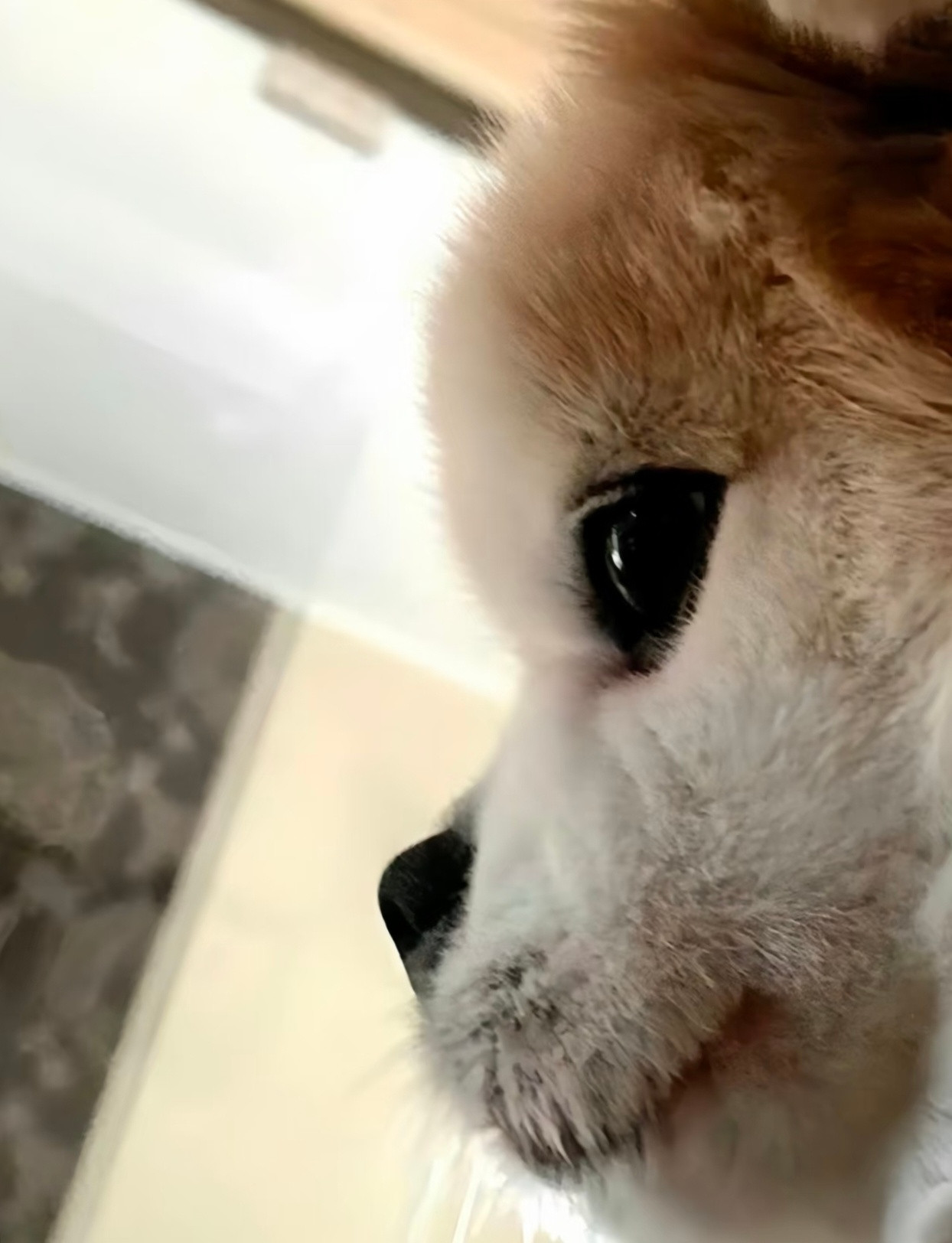 弘凡小猫小狗时候​​​