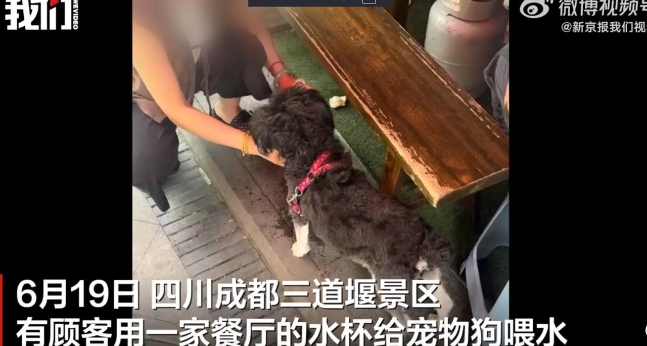 😡毫无边界感！四川成都，一顾客在景区餐厅将瓶装水倒进玻璃杯，直接让宠物狗舔