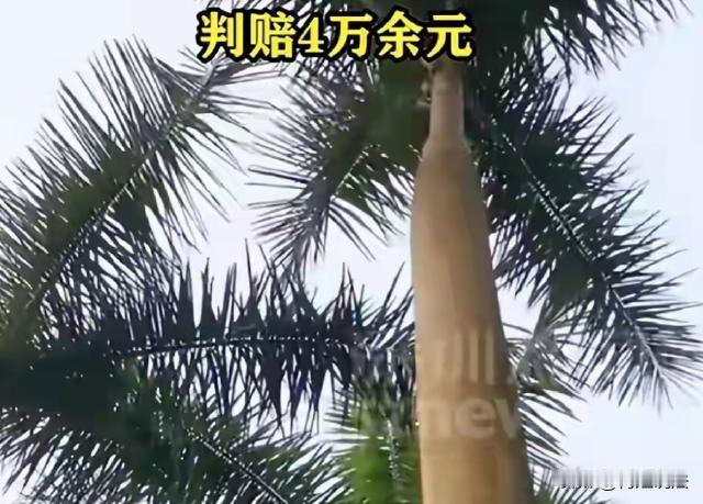 太离谱！广东珠海，业主在自家小区正常散步时，不幸被小区内大王椰树脱落的树叶砸中背