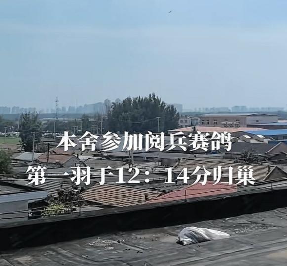 天津信鸽协会的鸽子，参加完阅兵放飞活动后回家了，上午10点26放飞的，第一只鸽子