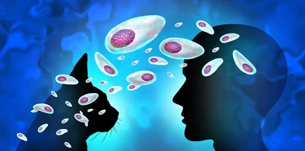 你的猫可能正在操控你的大脑？弓形虫的“心灵控制术”有多恐怖？这个标题听起来像