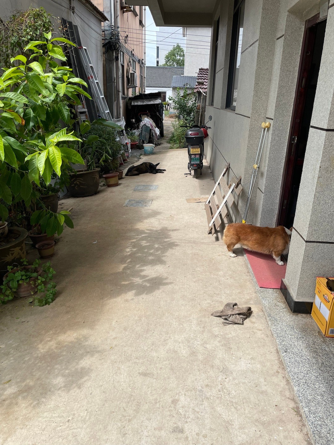 来我外公家给我笑得不行，两只公狗在门口守着我外公家这只狗狗[跪了]我外公说这只柯