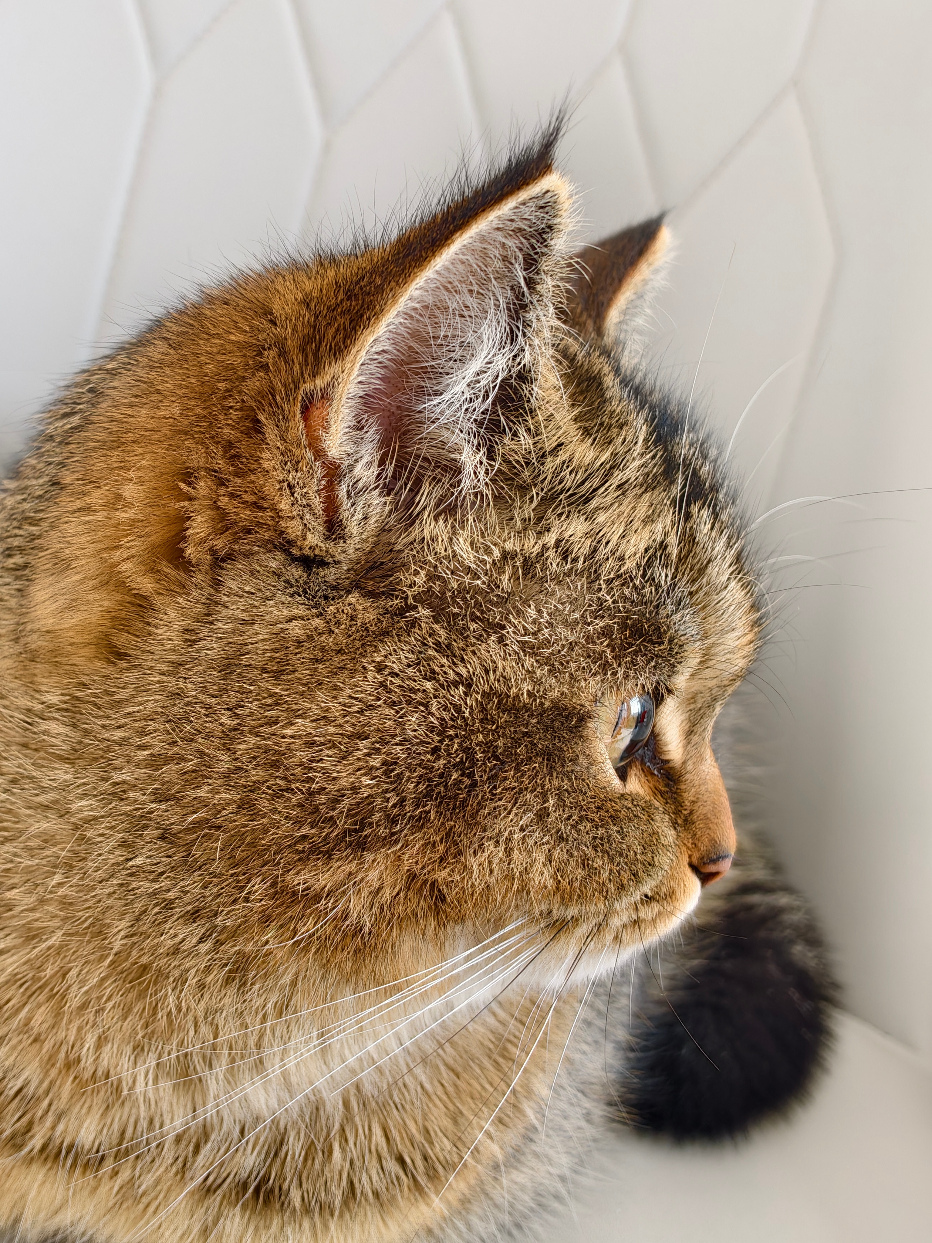 挑战小猫塌鼻梁之巅猫咪摄影