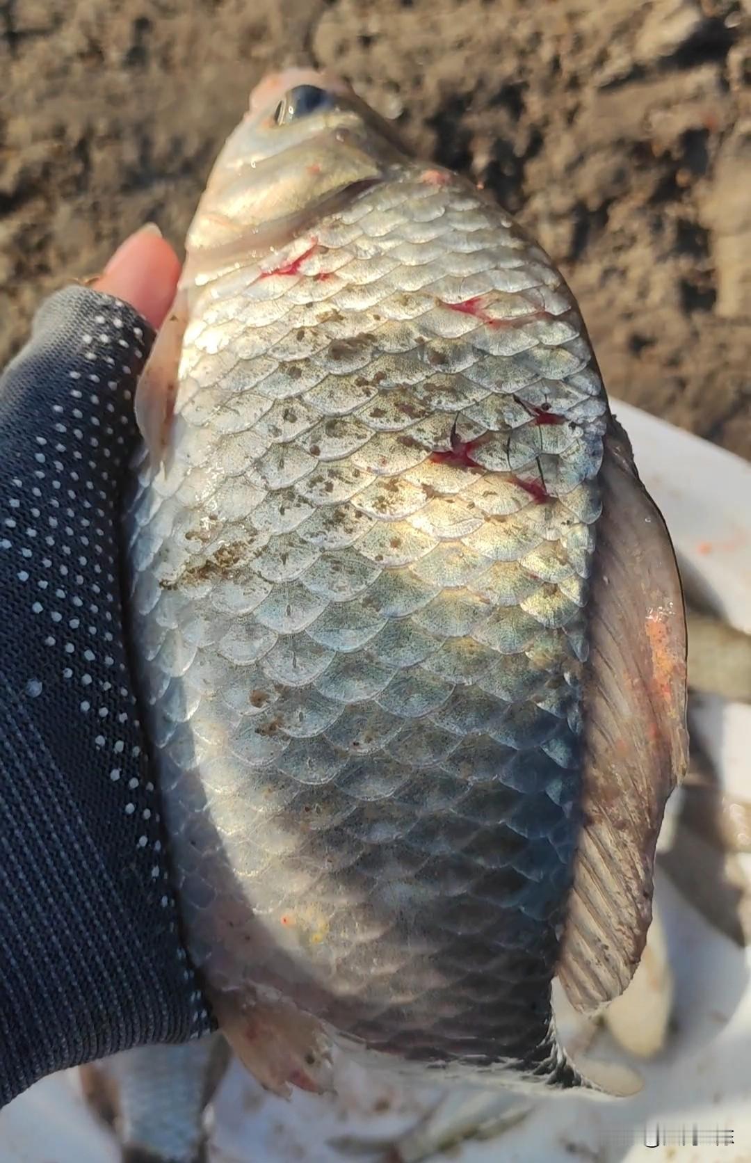 冬钓鲫鱼到底用长竿还是短竿好，长竿钓的大，短竿钓的多。很多人钓鱼都是根据自己