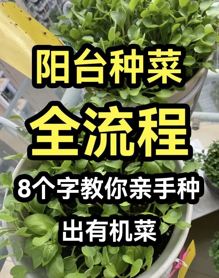 阳台种菜全流程，8个字教你种出有机菜