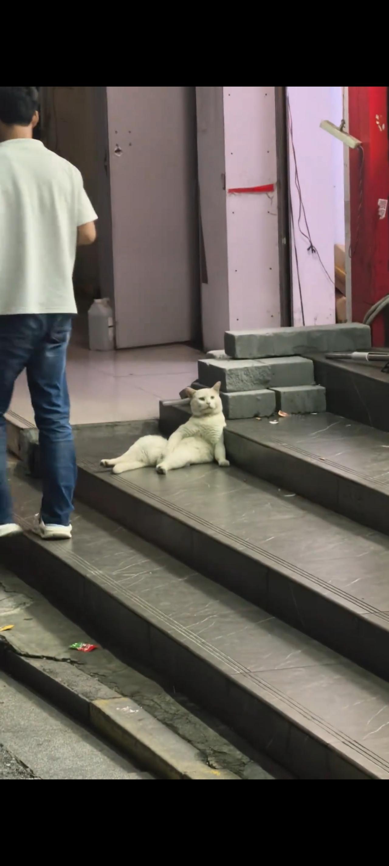 这只流落在街头被主人抛弃后的流浪猫，此时的她已经生无可恋，瘫坐在地上颜面朝上，对