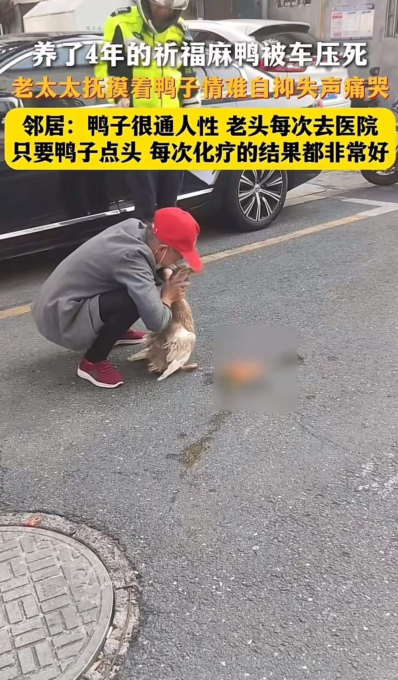 在江苏昆山的小巷深处，有一段关于人与动物最纯粹的情感故事，令人心碎，也令人深思。