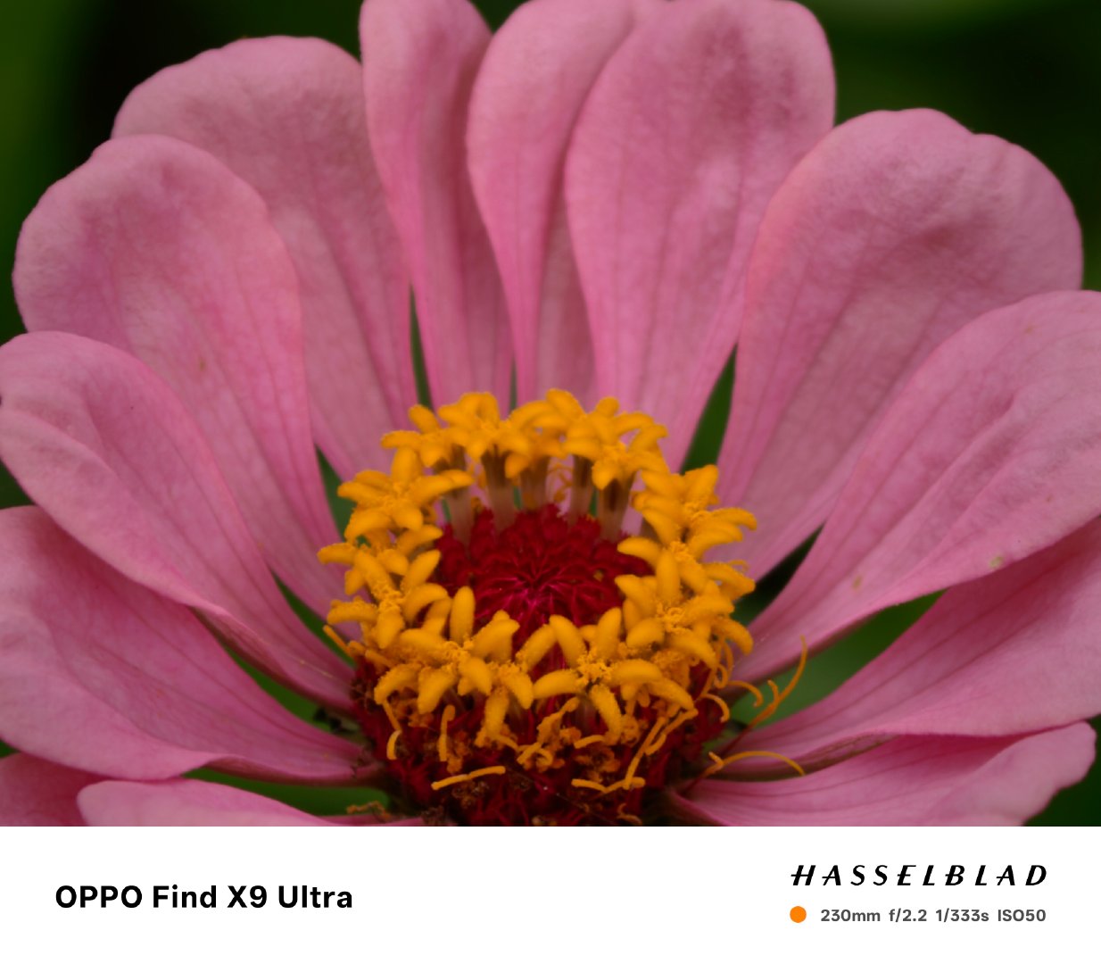 OPPOFindX9Ultra日常摄影，今日份主题：🌸​