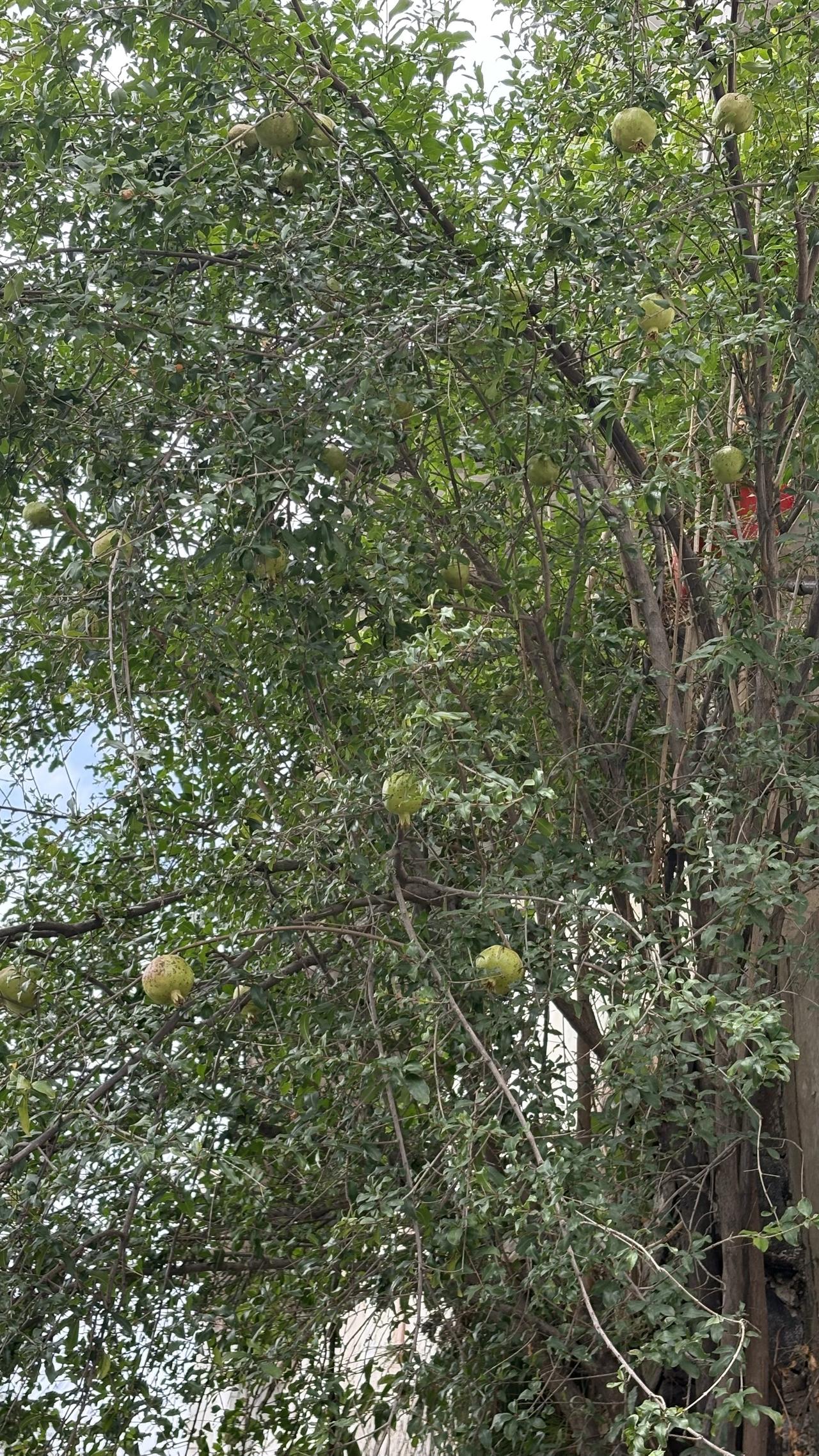 其实没有商业价值管理的突尼斯软籽石榴树，要想种出好品质是不太可能的，比如这棵石榴