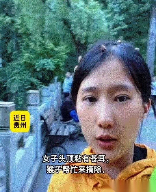 我真的要笑晕过去。一个姐妹，头发上粘了几个苍耳，她跑去找猴子帮忙。我心想你胆