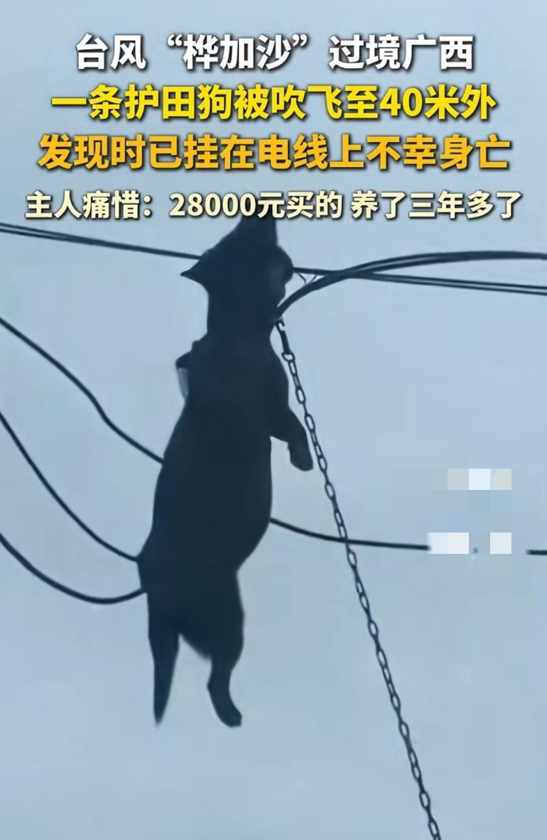 这只全网疯传的狗竟然是主人买来守护农田的，28000元买的养了三年，被台风吹飞到