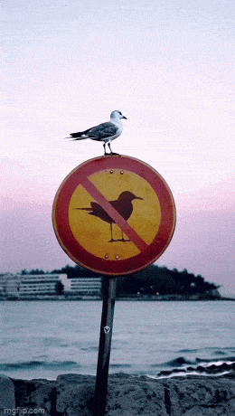 鸟生就是用来突破和挑战否则和那些闲鱼有什么分别！