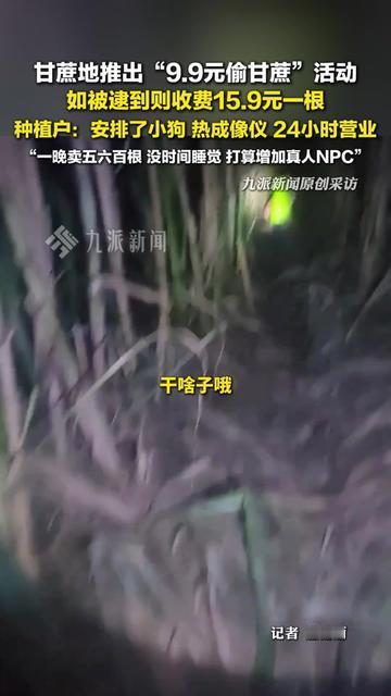 现在做生意真的玩出花了！四川眉山有个甘蔗地，居然让你偷甘蔗，还得花钱！9