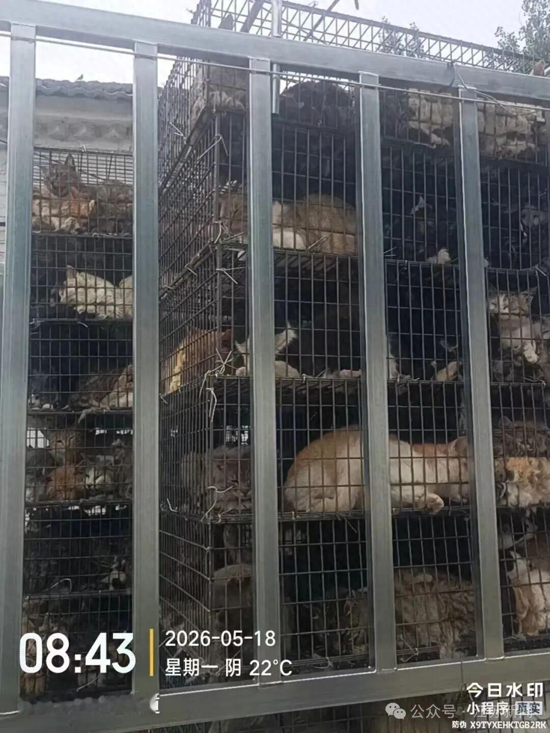 太揪心！淮安截停非法运猫车，谁能接受，自己朝夕相伴的宠物猫，莫名消失后，竟出现在