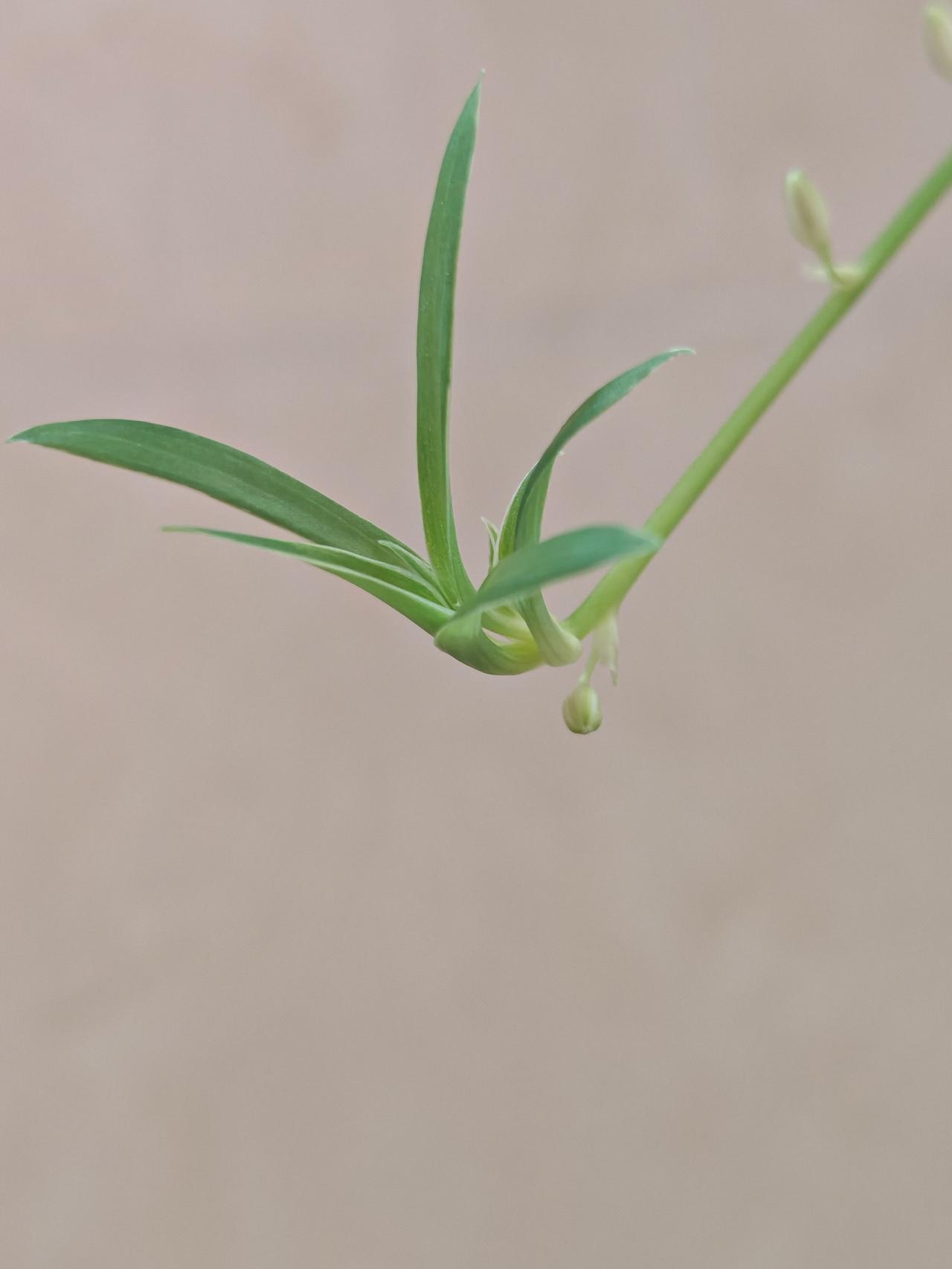 与痛风斗争的历程101清晨推开窗，澄澈的阳光洒满房间，只是昨夜辗转难