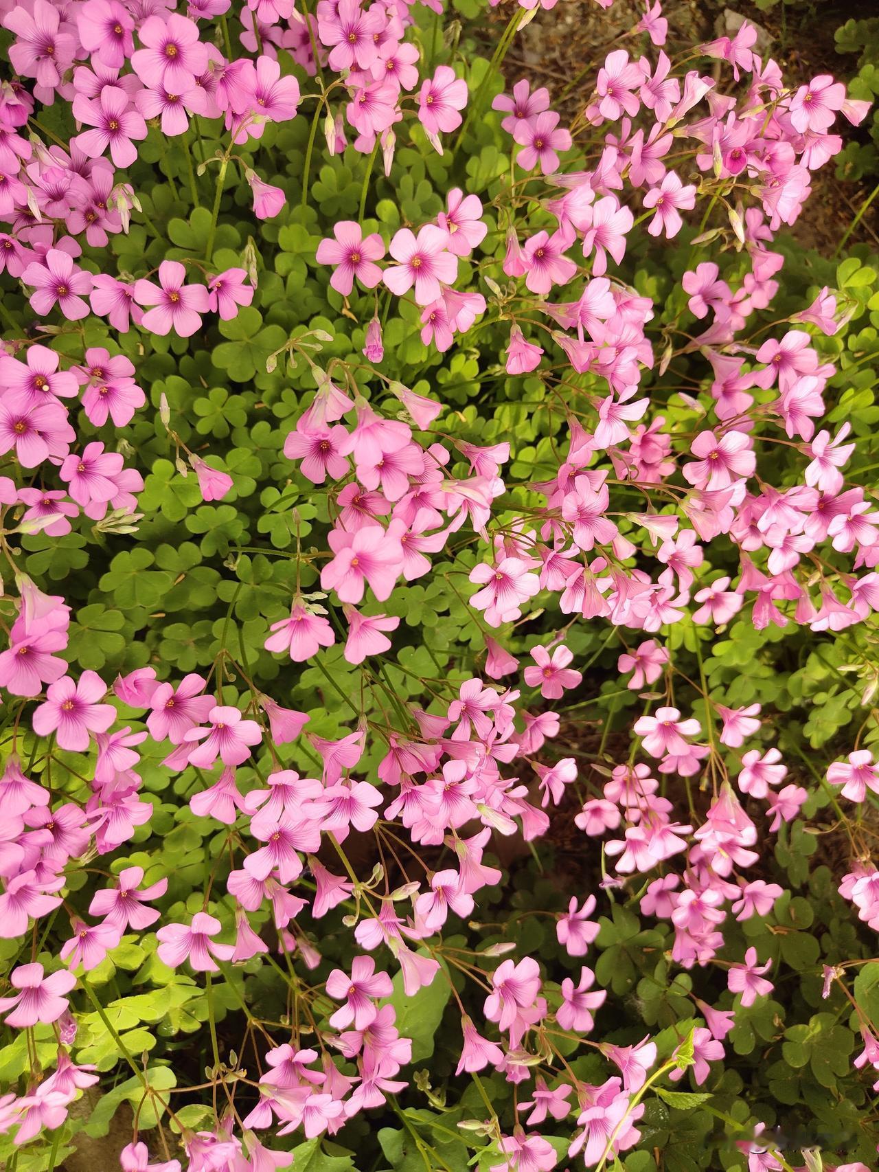 晒图笔记大赛春天真的非常漂亮，及时到了春末，大部分植物花期已过，仍然还有鲜花在盛