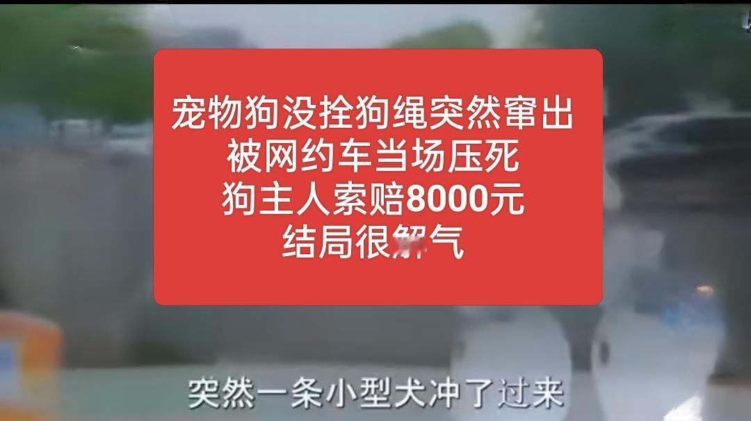 网约车正常行驶，30码左右的速度，突然从马路上窜出一条宠物狗，网约车紧急制动，但