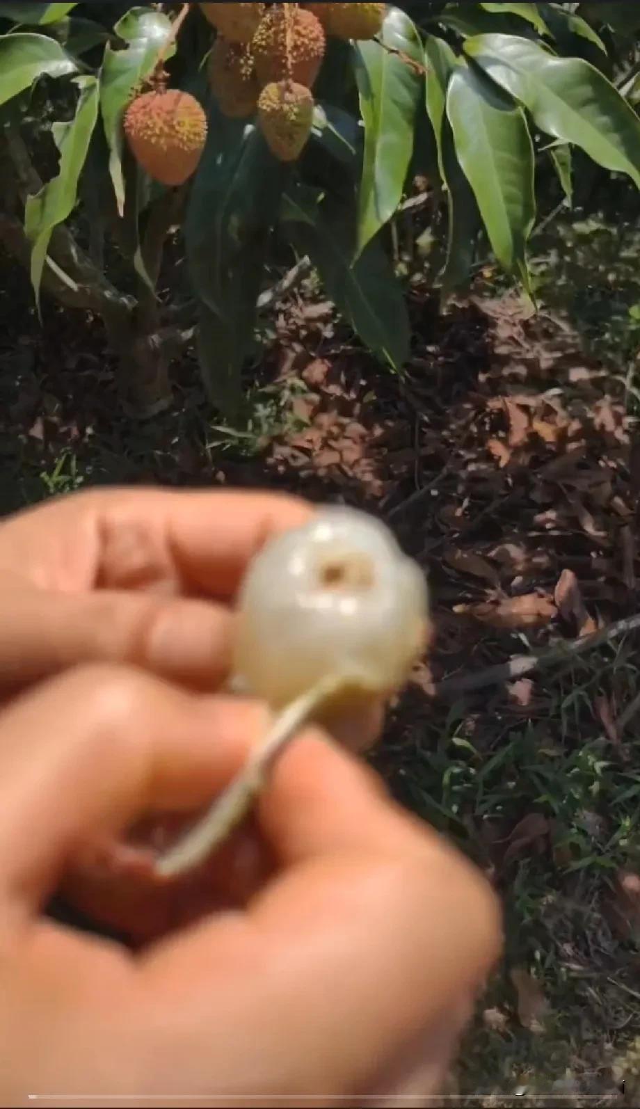 自己种了两颗妃子笑荔枝荔枝，但是最终决定不给家里人邮寄了真的不是我财迷不舍