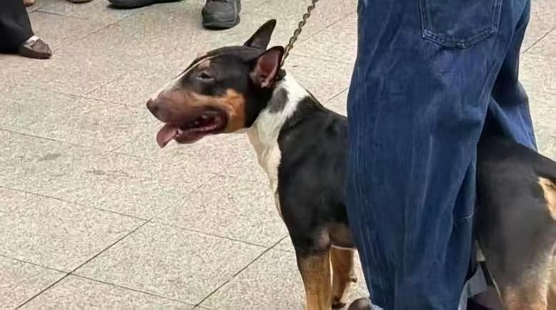 这位狗主人还是有牵狗绳的，只是恶犬发疯咬人，突发状况狗主人也应该懵了，行拘加赔偿