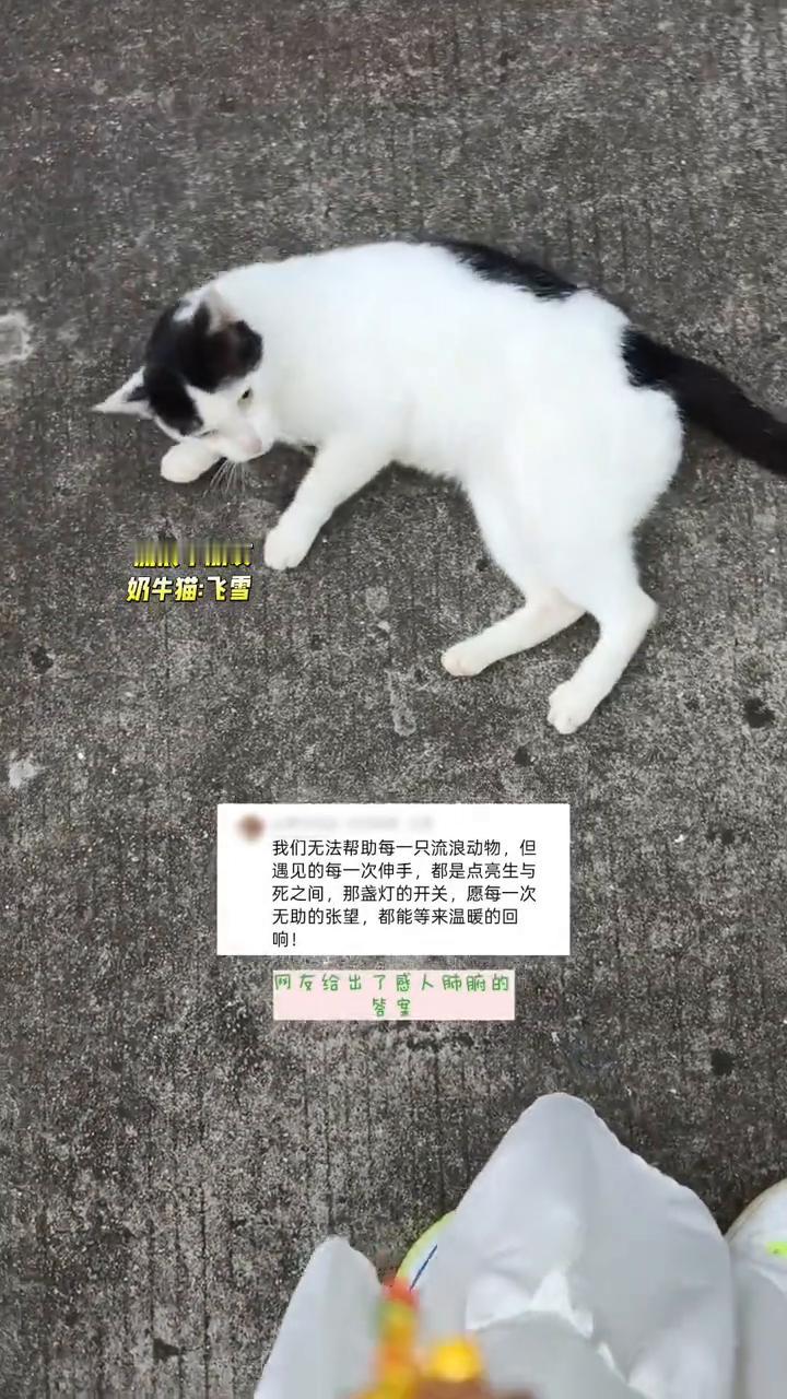 为什么要喂流浪猫？请看网友给出的最好答案！流浪小朋友：奶牛猫：飞雪。为什么要