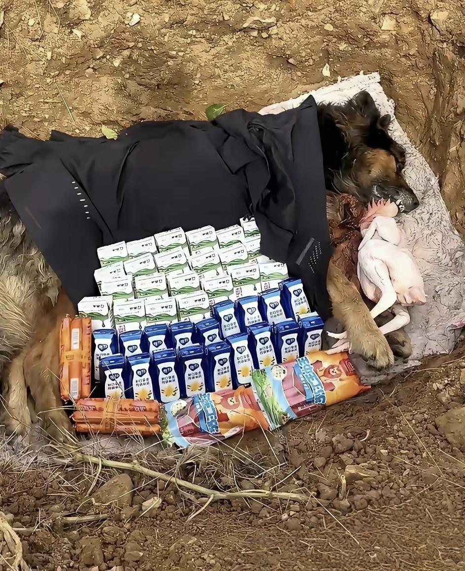 河南这哥们给狗“厚葬”，。哪是葬狗啊，是埋了半条命的牵挂。从给狗挖坑到下葬的全部