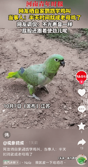 江苏，一网友带着自己养的鹦鹉回老家，结果半天不见，自家的鹦鹉就跟个老母鸡一样，学