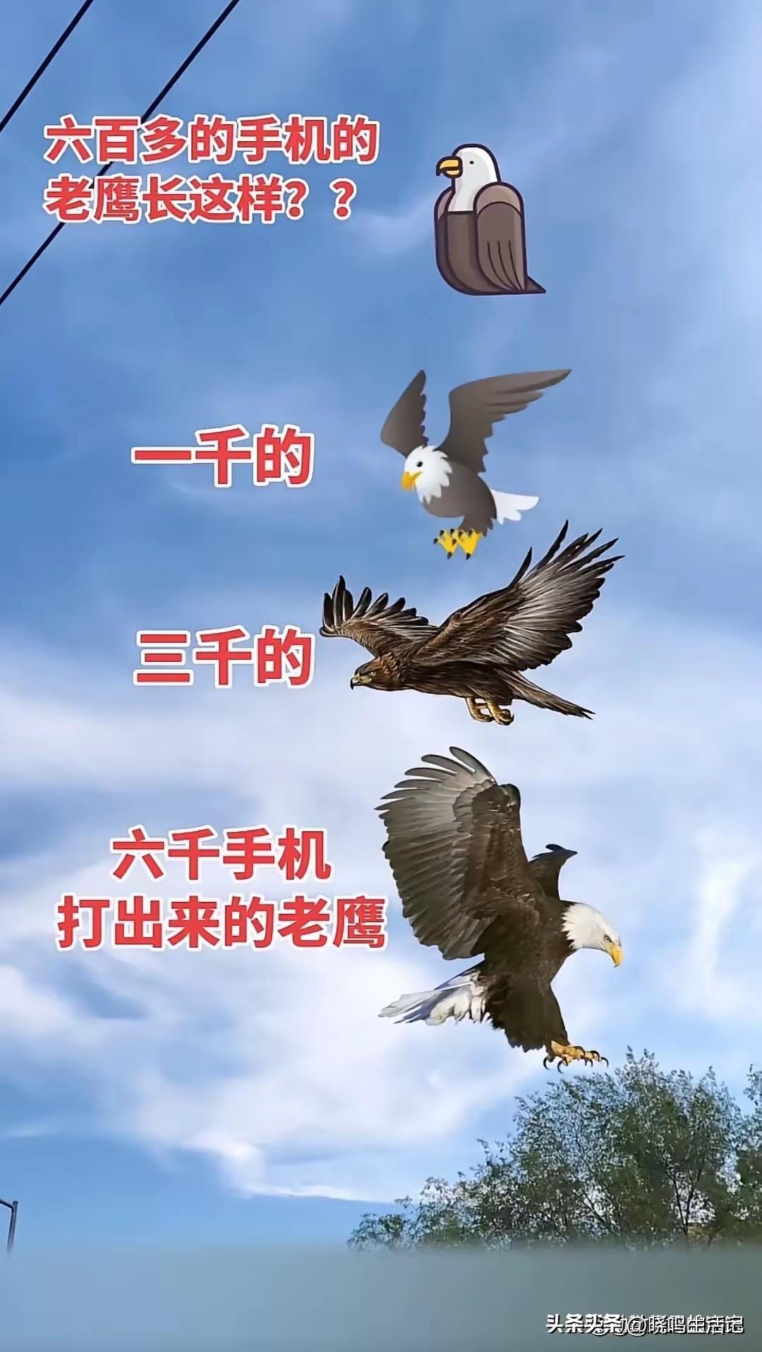 老鹰🦅，哈哈，看看你的是什么？