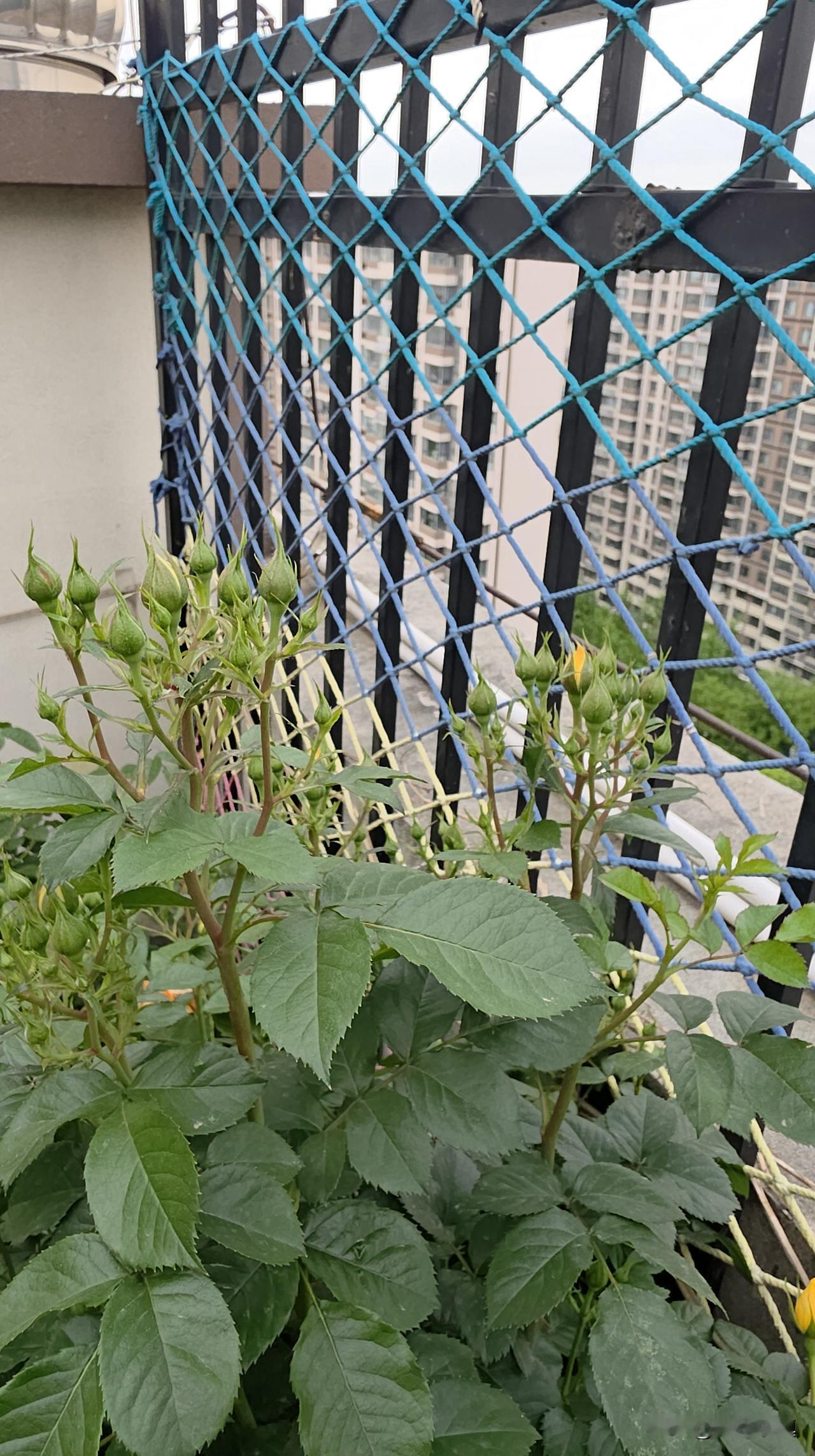 济南一个老头愁坏了……他没想到栽下四年的月季今年爆花，一个枝头长出十几、几十