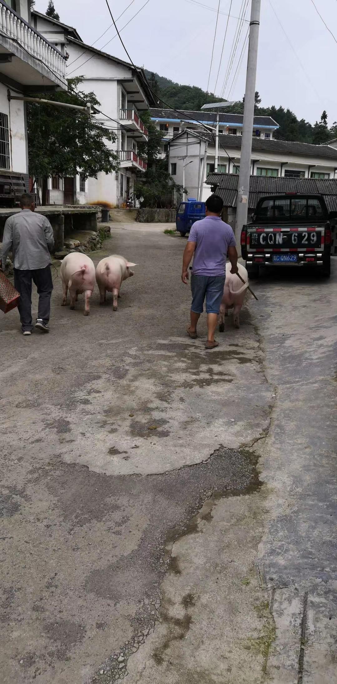 这是我夏天去贵州茅石镇避暑，晚上散步时，恰好遇见的，怪不得，这里的猪肉很好吃。