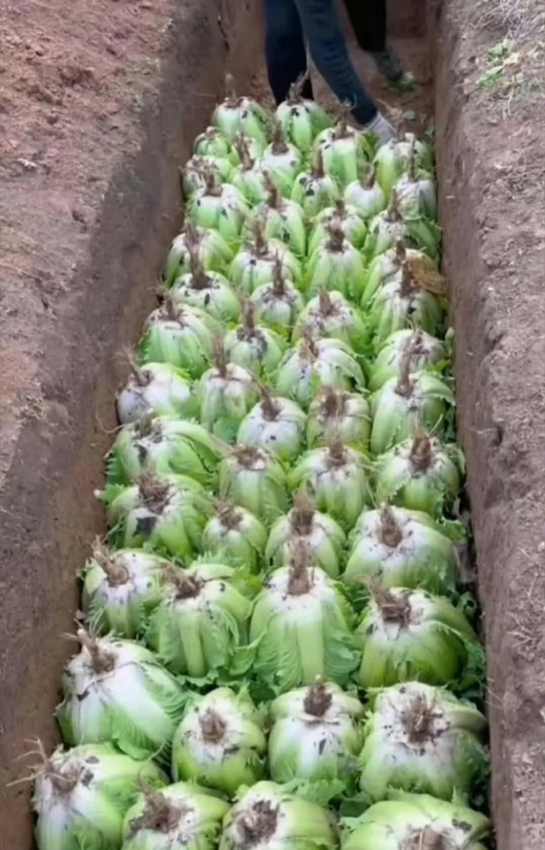 不懂就问，存白菜不是根朝下？​​​